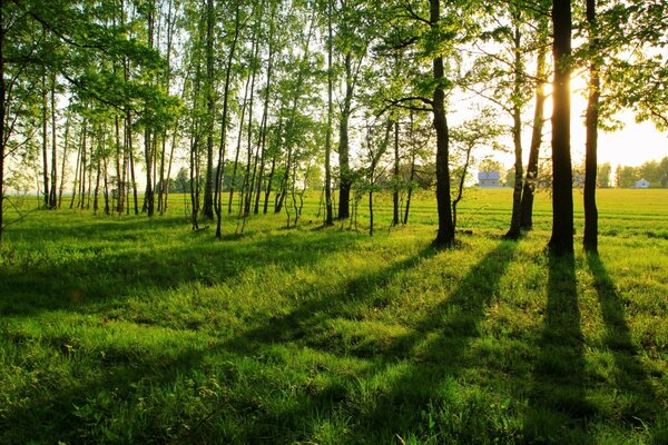 Sommerlandschaft der Natur im Wald