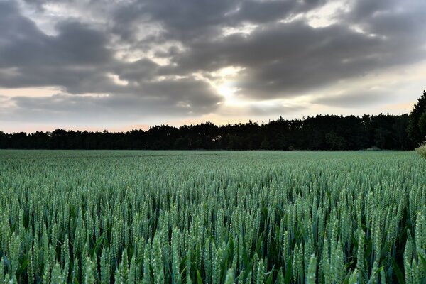 Paisaje agricultura copos