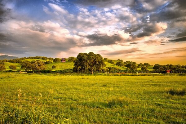 Eine Ecke der Natur mit saftigem Gras und schönem Himmel