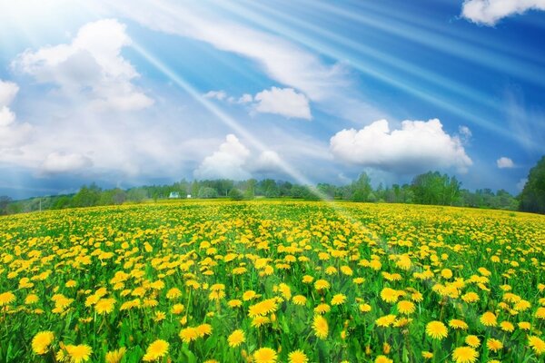 Une clairière de pissenlits jaunes rencontre les premiers rayons du soleil