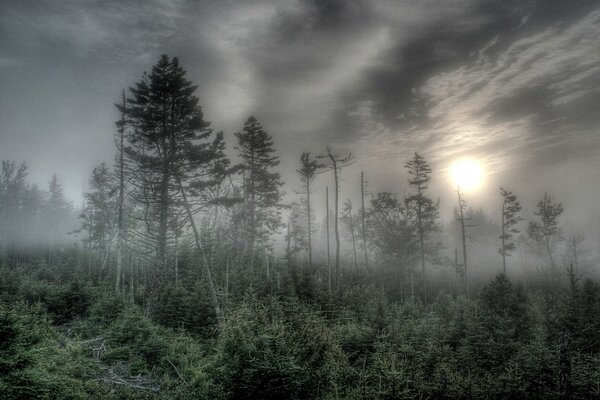 Gloomy Trees drowning in fog