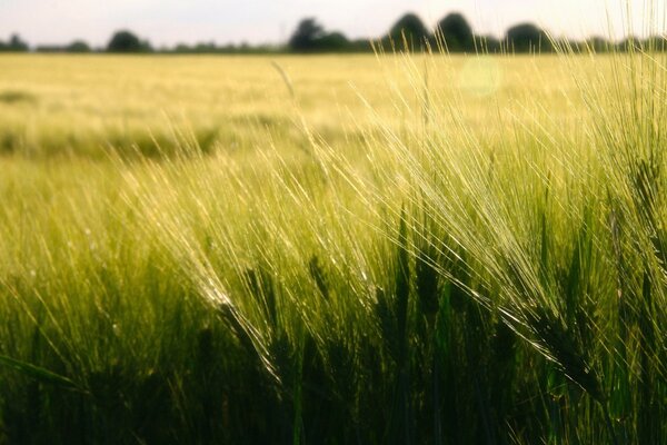 Campo de trigo . Espigas secas