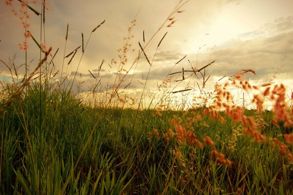 Nuages ténébreux surplombant les herbes de Prairie