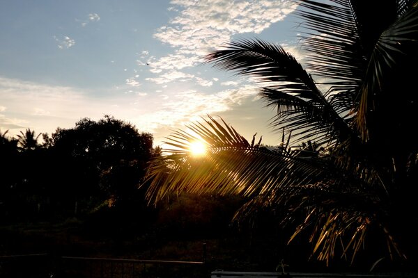 Pôr do sol no fundo de uma árvore do Sul