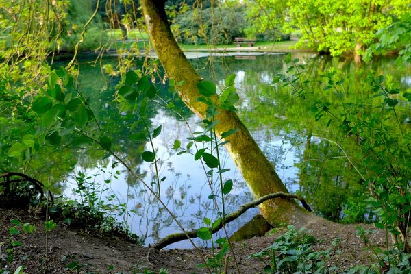 Eine abgewinkelte Weide am See, ein Spiegelbild des Grüns im Wasser