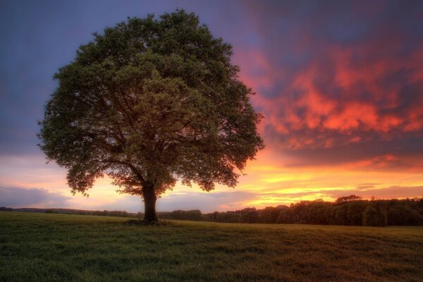 Albero sullo sfondo di un bel cielo