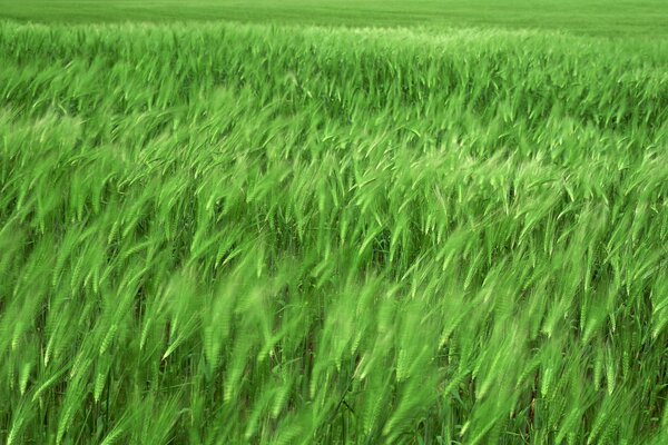 The green field is agitated by the wind