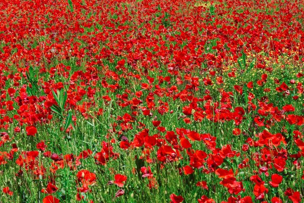 The field is purple from the poppy color