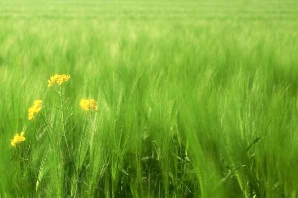 Small yellow flowers in a green field