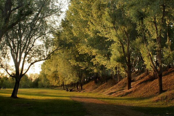 Una sucesión de árboles cerca del camino