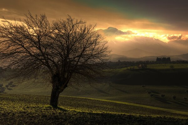 Ein magischer Baum hat seine Tentakeln ausgebreitet