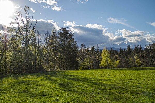 Clairière dans la forêt par temps clair