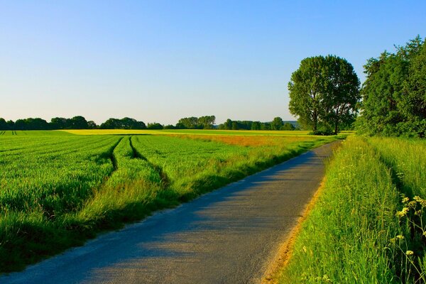 Straße durch ein Feld im Grünen