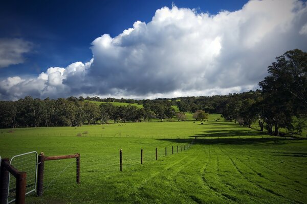 Grünes Feld mit blauem Himmel und Wolken