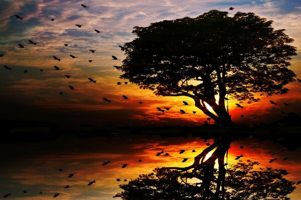 Árbol de la tarde al atardecer