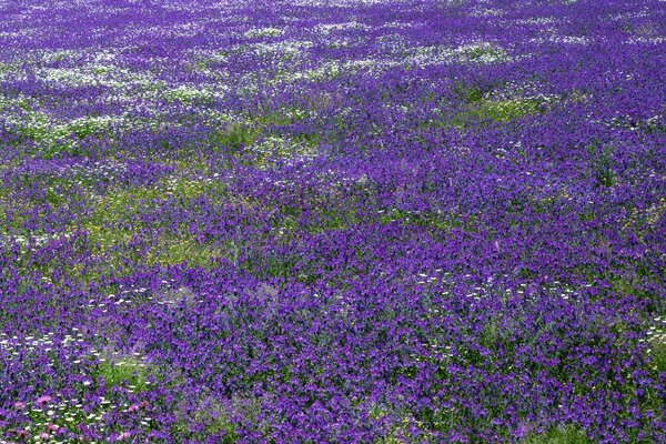 Alpine mountain flowers on the plateau