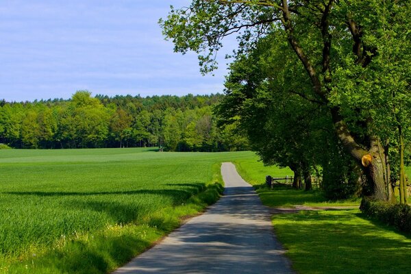 El camino que va a la distancia del campo verde