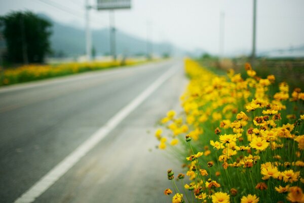 Landscape of rural areas by the road