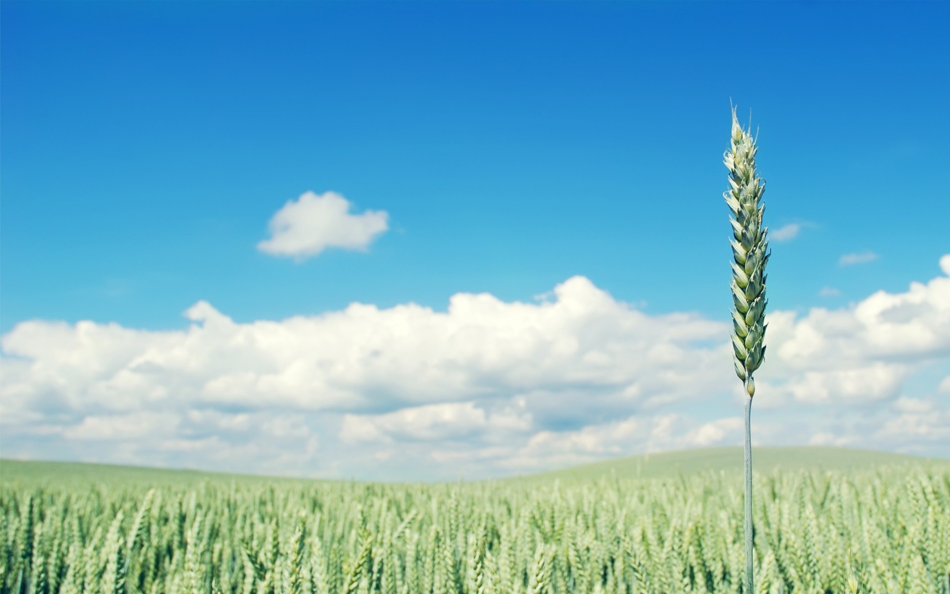 paesaggio cereali grano rurale campo estate campagna pascolo mais natura raccolto crescita agricoltura terreno agricolo fattoria pane paglia sole erba all aperto