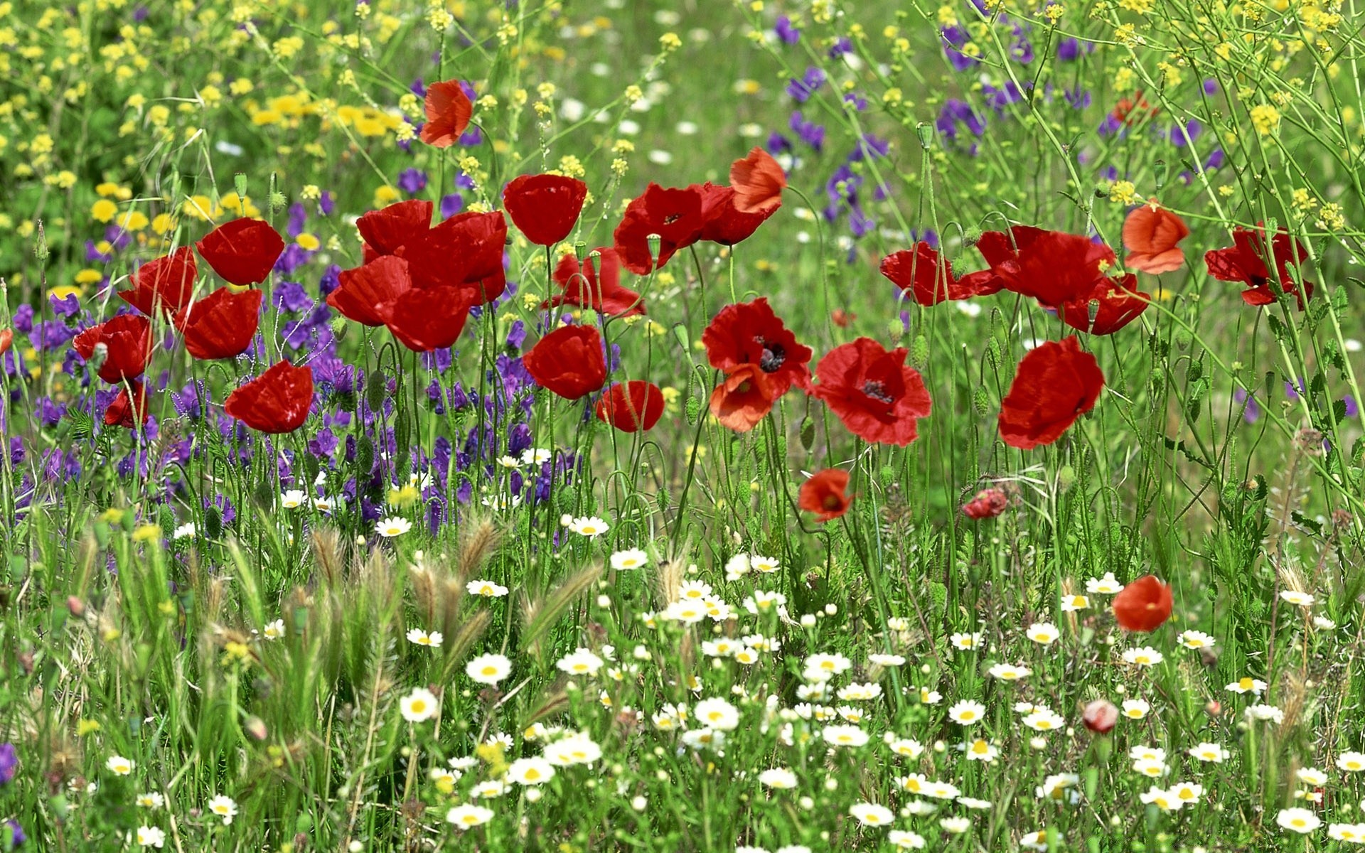 paesaggio fiore di papavero campo fieno flora estate natura erba giardino floreale stagione fiore petalo rurale foglia di colore crescita all aperto vivid fiore selvatico