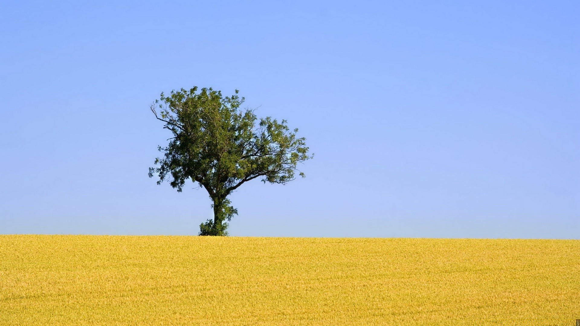 paysage paysage champ rural agriculture campagne arbre nature ciel pays été horizon ferme croissance environnement soleil récolte à l extérieur herbe foin