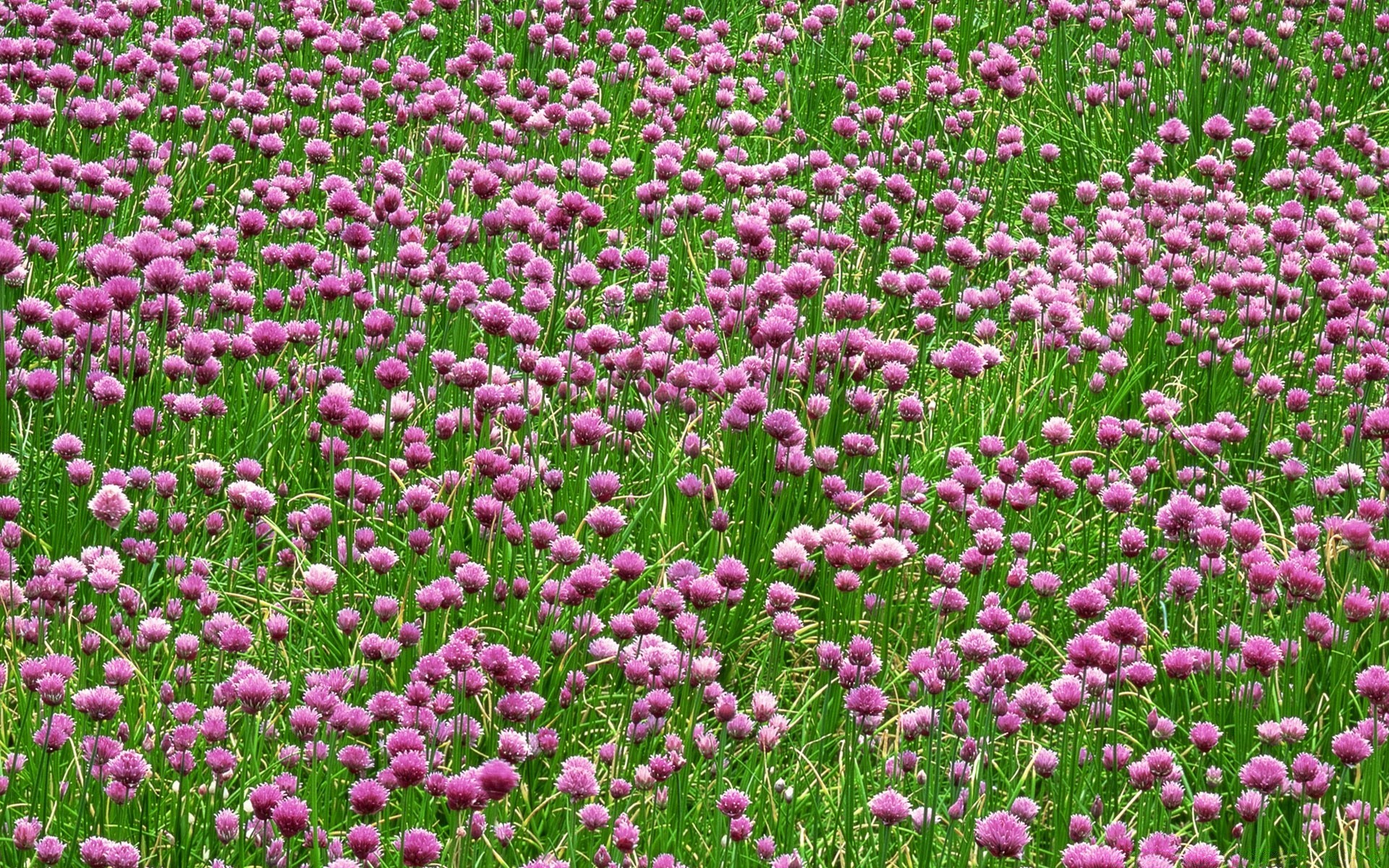 paysage fleur nature flore à l extérieur jardin été champ bluming couleur