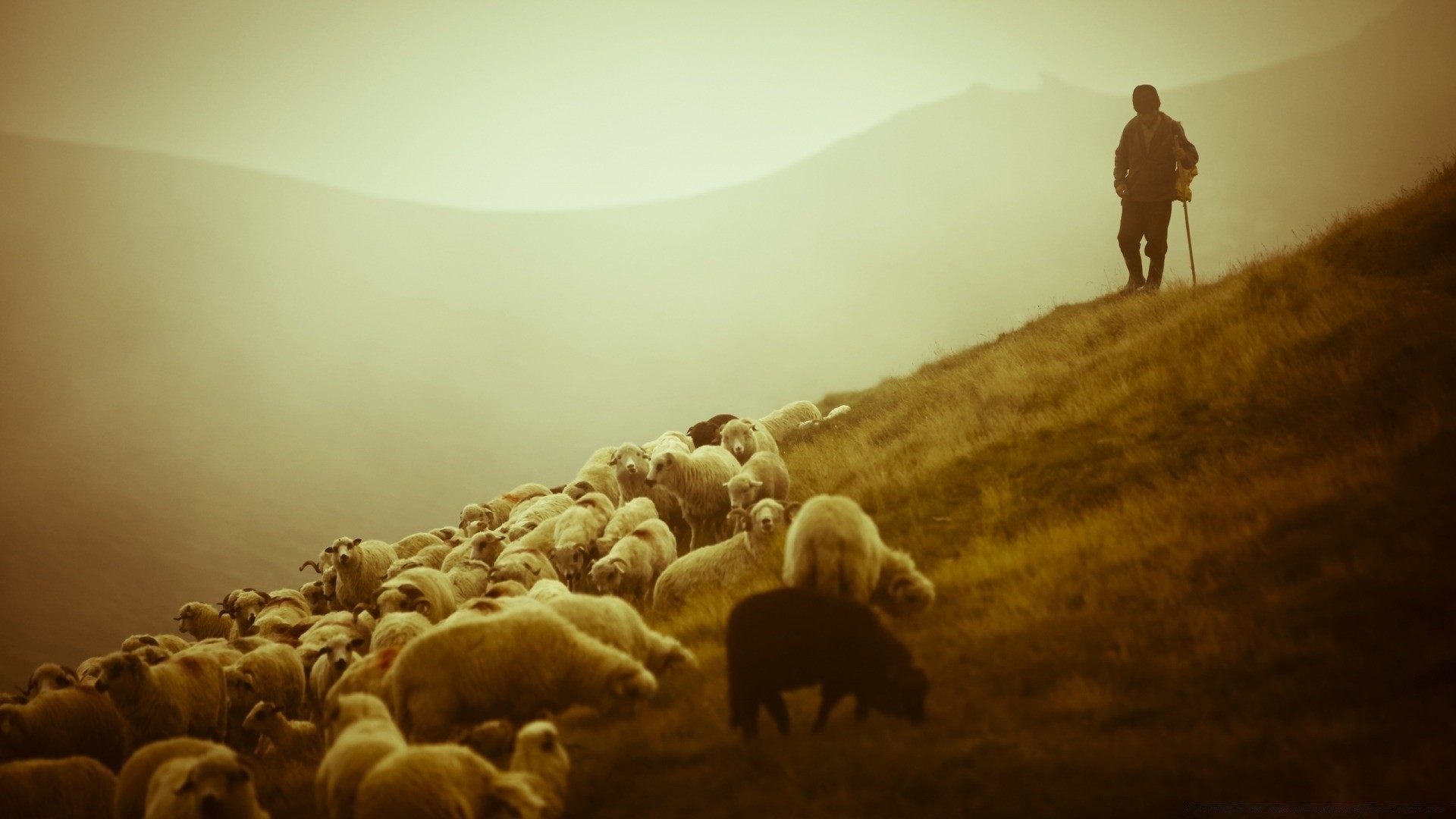 landschaft erwachsener gruppe eine person säugetier freizeit wasser landschaft landwirtschaft hund aktion licht reisen viele kavallerie