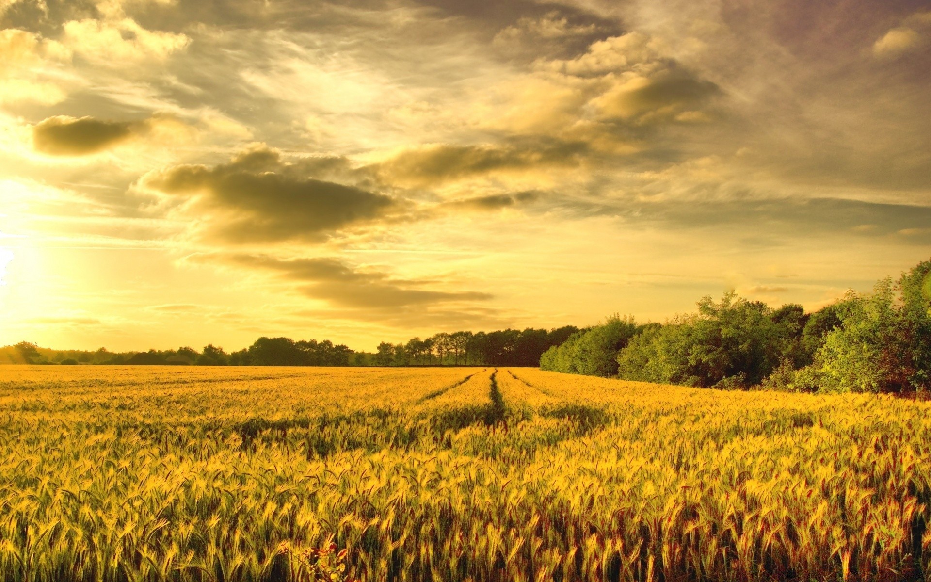 landscapes agriculture cropland farm pasture cereal outdoors landscape crop wheat rural sunset field sky countryside corn nature growth sun fair weather