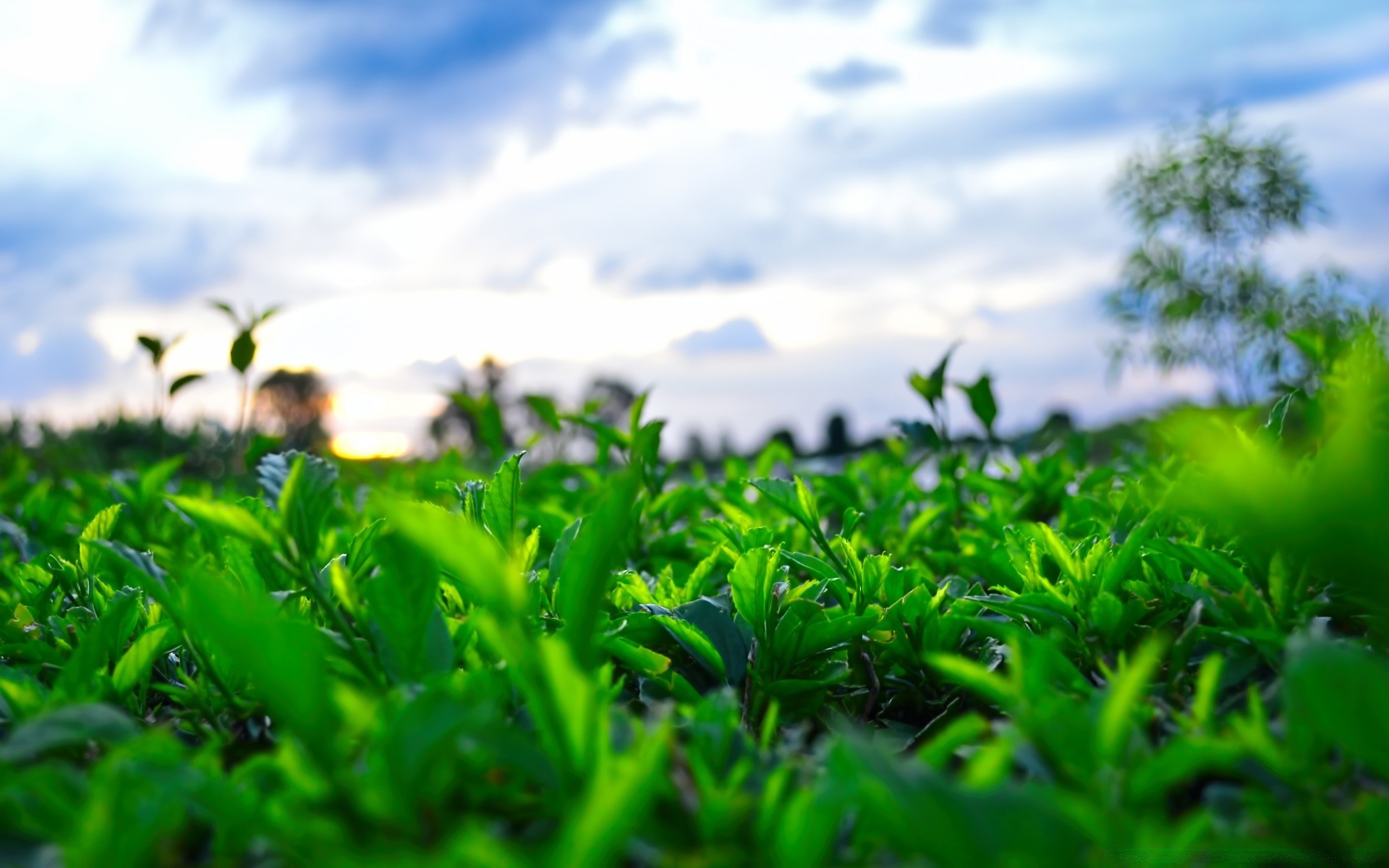 paysage feuille flore champ herbe nature jardin été croissance ferme foin pelouse soleil paysage sol rural luxuriante agriculture pâturage environnement saison