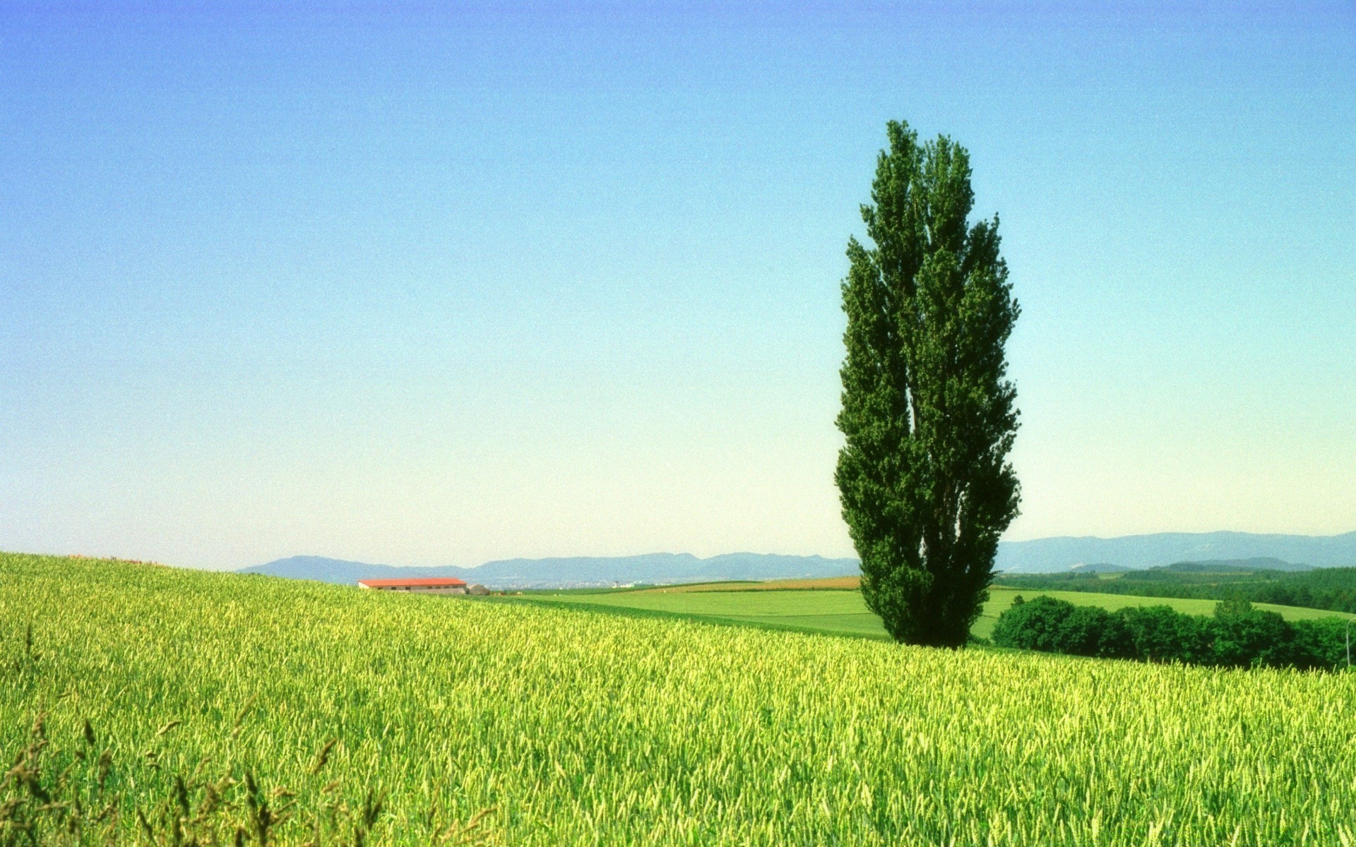 paisaje pasto agricultura campo rural campo crecimiento granja verano naturaleza al aire libre paisaje hierba tierras cultivadas tierras de cultivo sol buen tiempo idilio cielo trigo