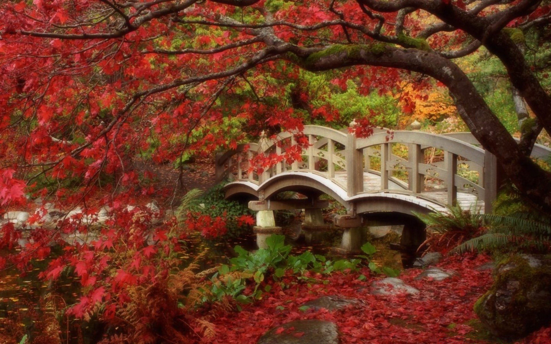 paesaggio autunno foglia albero acero parco stagione legno natura paesaggio giardino