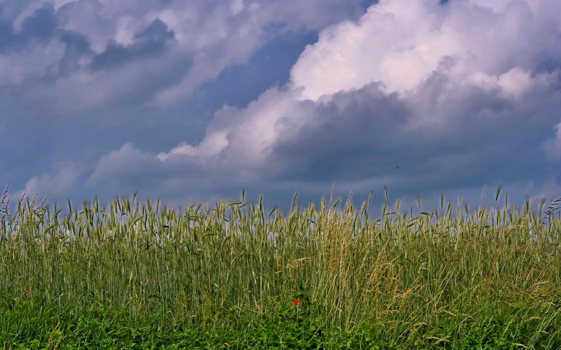 paesaggio erba campo cielo fiocchi natura paesaggio estate mais pascolo fieno rurale sole crescita grano all aperto fattoria agricoltura campagna bel tempo