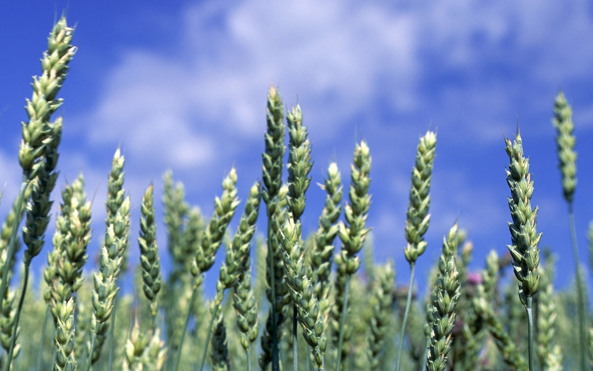 manzara kırsal doğa mera buğday yaz tarım kırsal açık havada büyüme başak pullar alan parlak flora