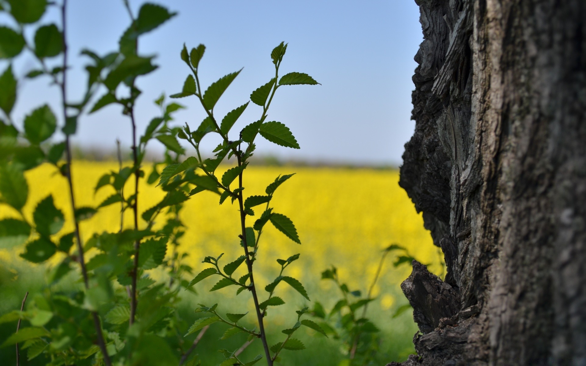 paysage flore nature feuille été arbre croissance fleur agriculture champ extérieur environnement paysage beau temps rural saison ferme soleil jardin couleur