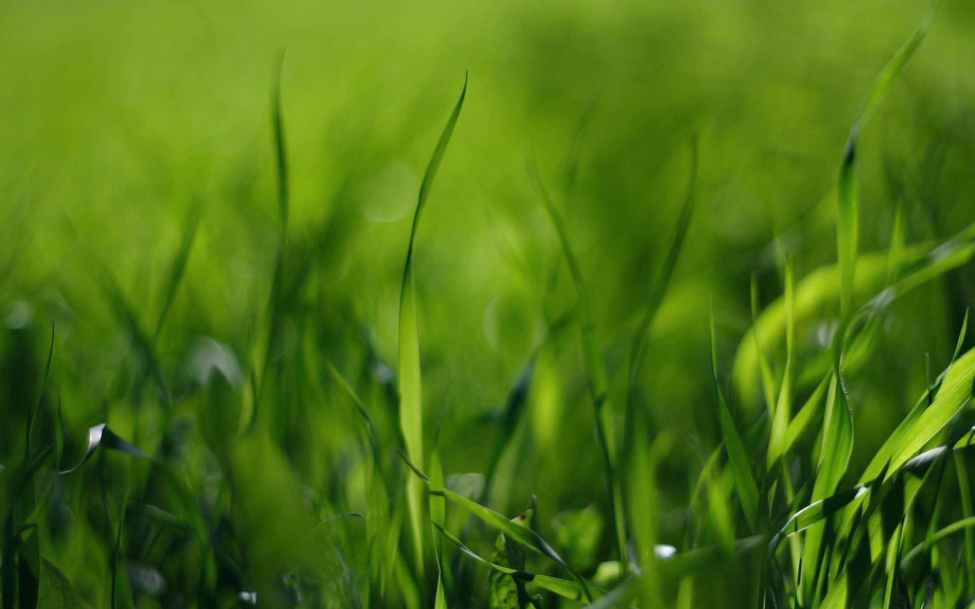 manzara çimen alan çim büyüme yaprak flora yaz saman güneş doğa bahçe yemyeşil kırsal çiy güzel hava bıçak toprak şafak mera