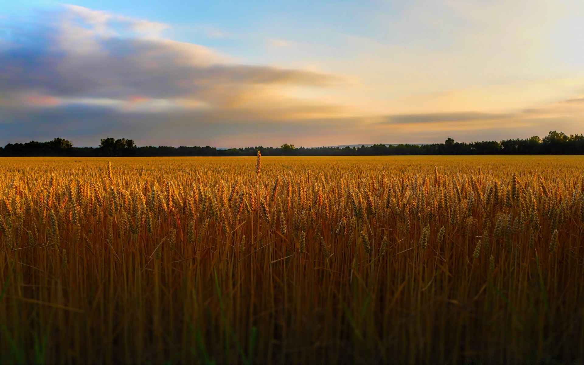 paisaje cereales trigo amanecer atardecer rural campo paisaje sol naturaleza pasto al aire libre agricultura cosecha tierra cultivada granja maíz