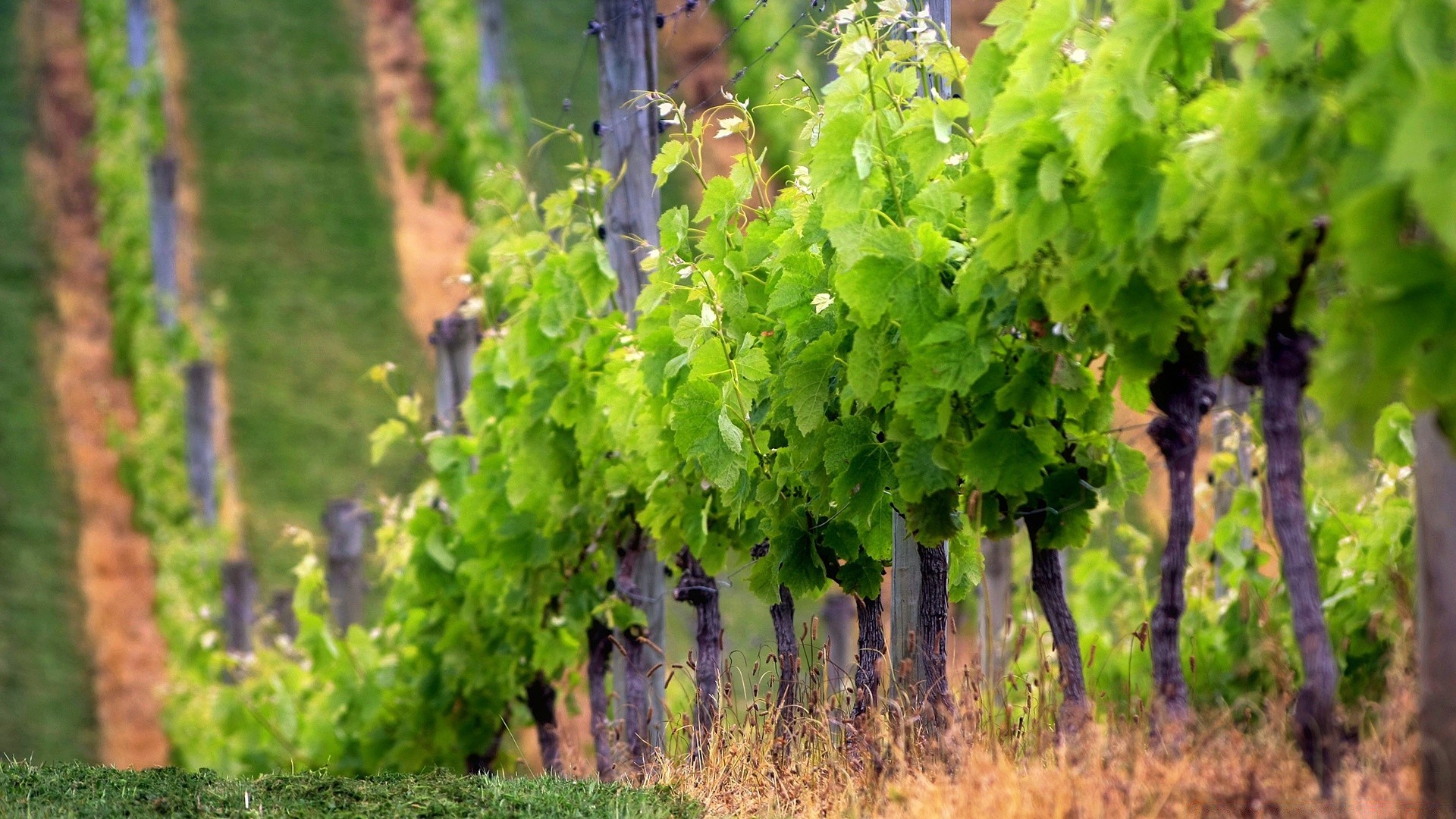 paesaggio vite vigneto natura foglia agricoltura estate crescita pompelmo vino flora all aperto paesaggio legno uva cantina rurale viticoltura campagna albero paese