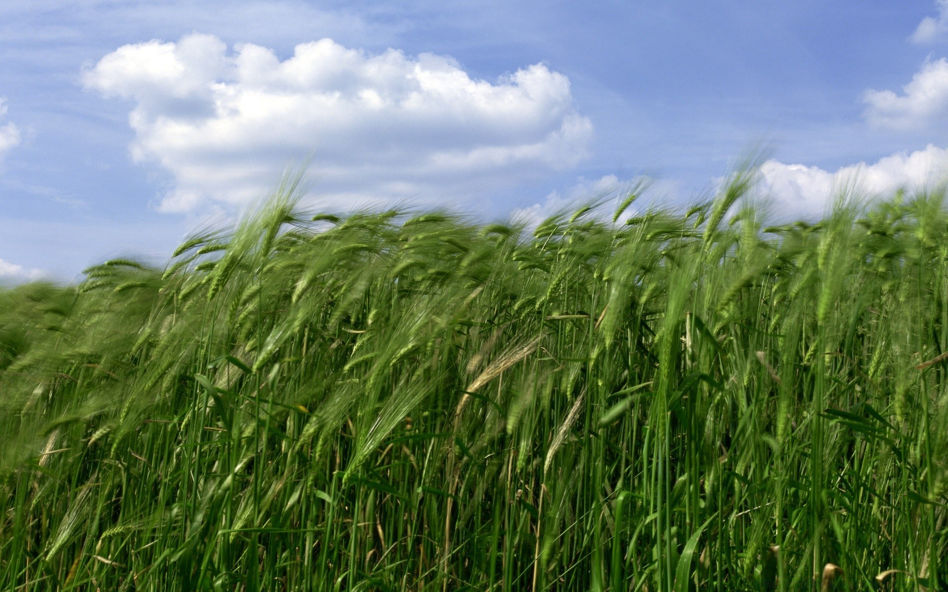 пшеница зеленая загрузить