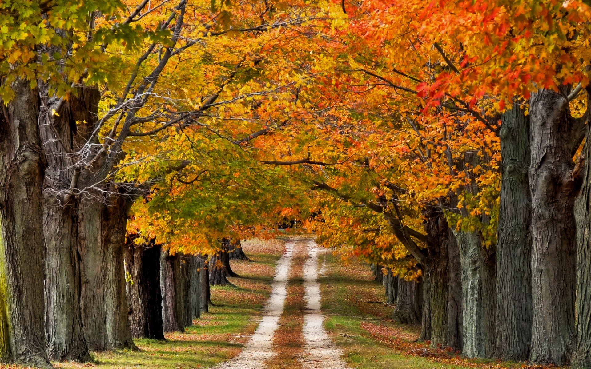 paysage automne feuille arbre érable paysage bois parc nature saison scénique en plein air branche