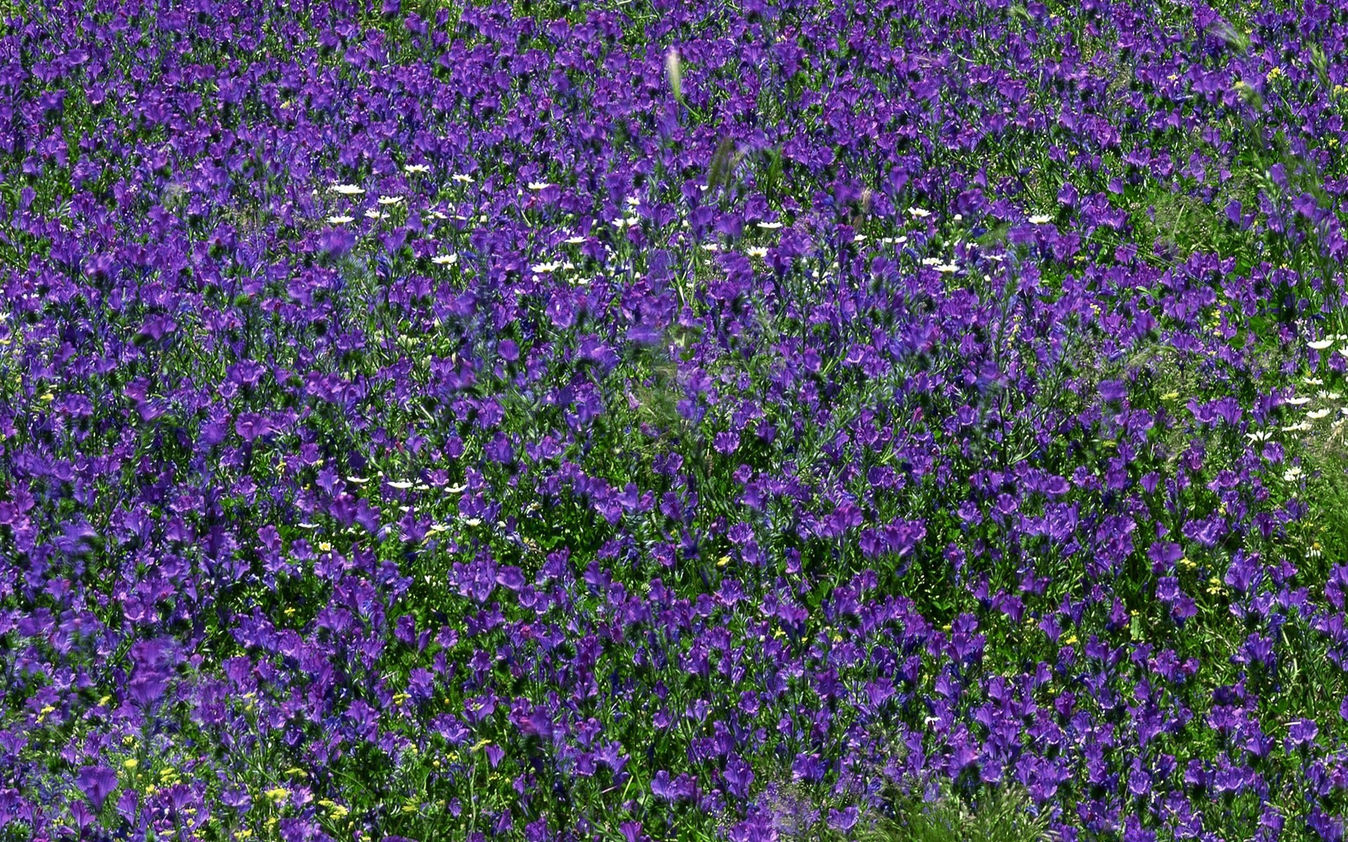 paesaggio fiore giardino flora floreale fioritura fieno crescita campo foglia estate petalo all aperto perenne viola natura colore letto prato stagione