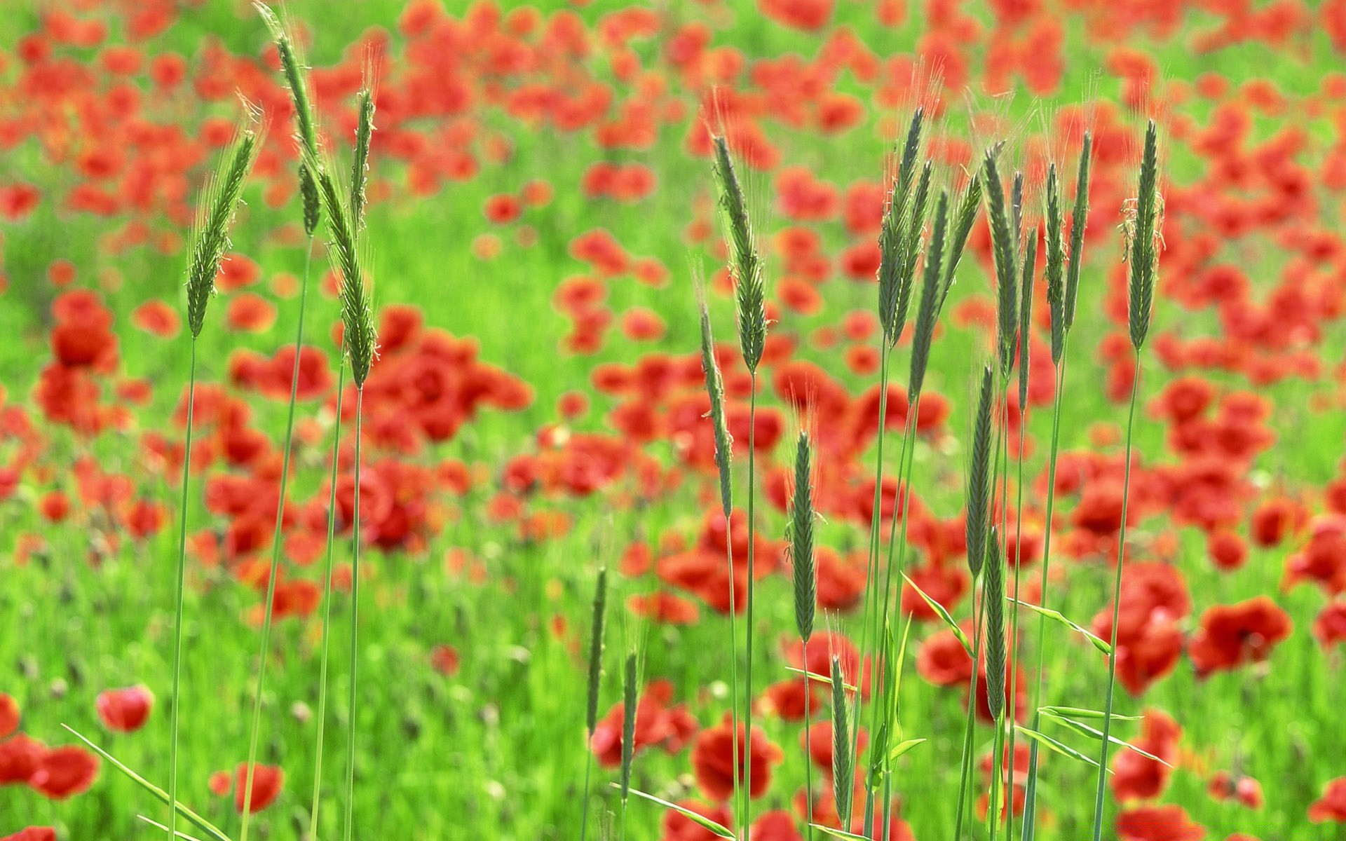 landscapes poppy nature flower summer field flora rural garden grass bright growth hayfield blooming floral wild outdoors color fair weather leaf