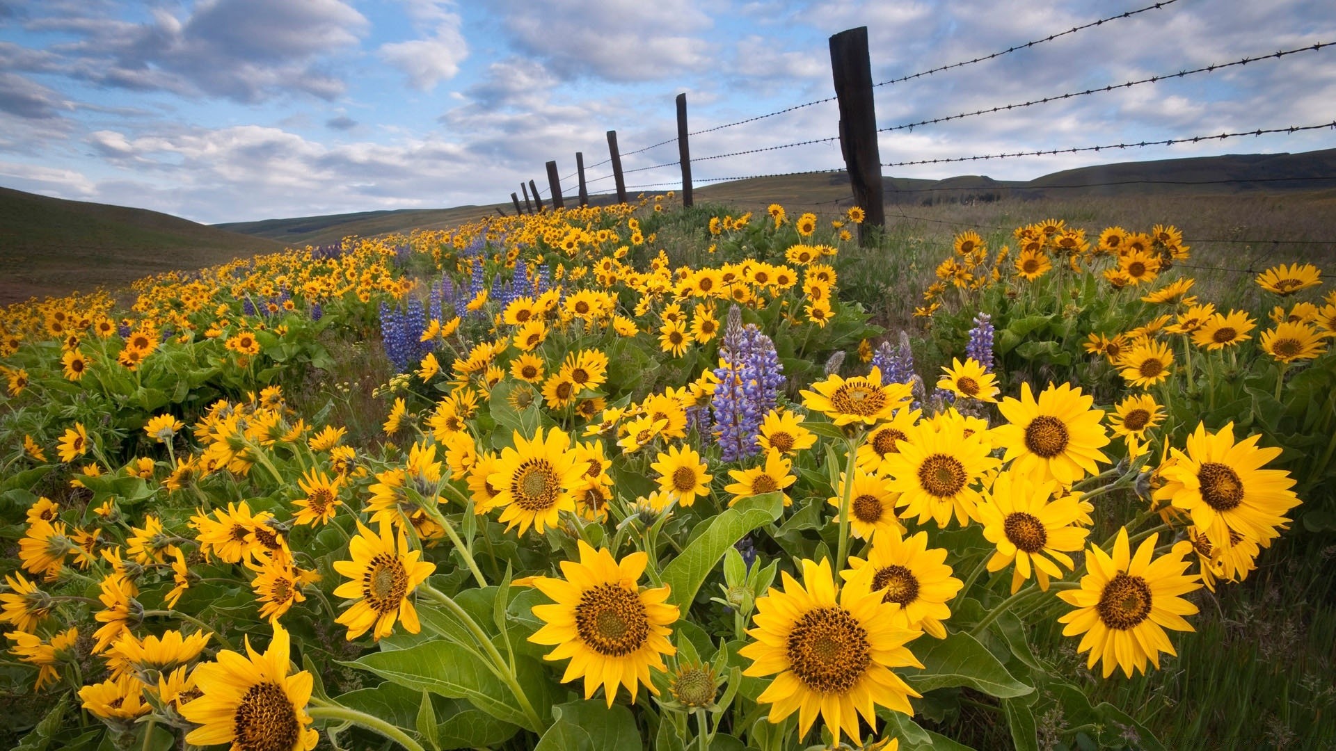 paysage tournesol fleur nature flore champ été rural foin ensoleillé croissance soleil lumineux à l extérieur paysage agriculture beau temps feuille floral saison