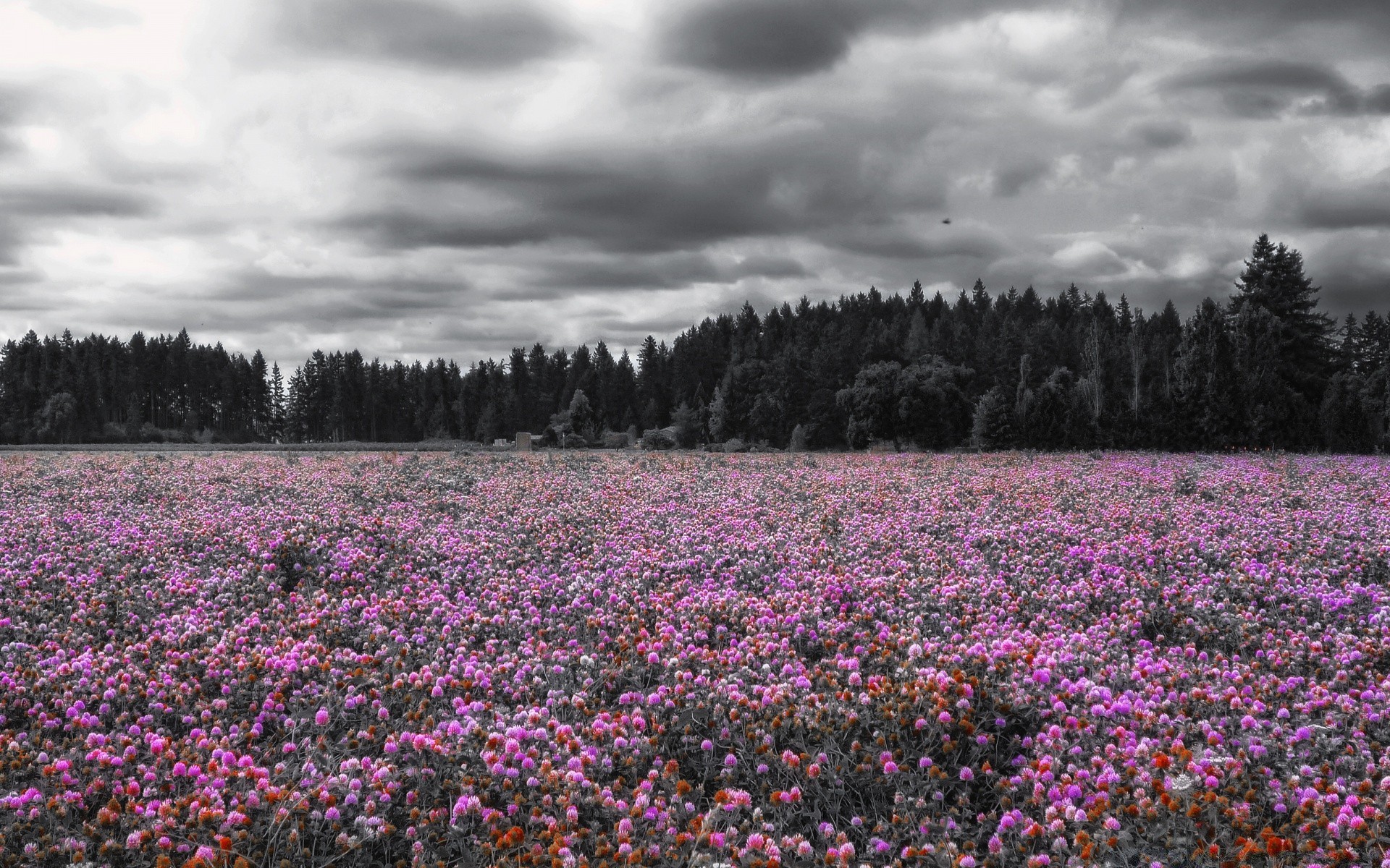 paysage fleur paysage en plein air pâturages nature foin scénique champ arbre wildflower montagnes