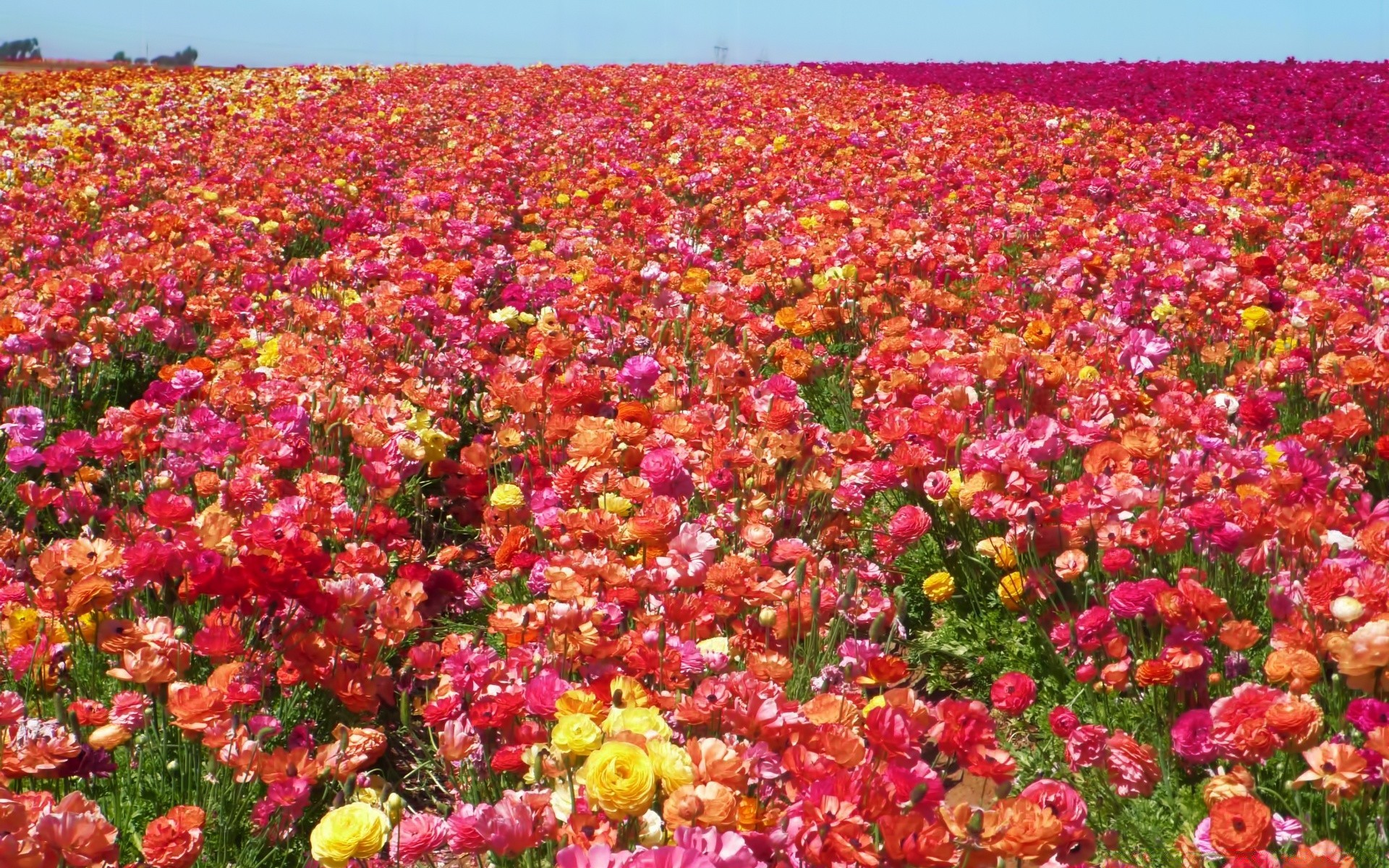 landscapes flower field flora nature poppy summer floral season agriculture garden color growth bright blooming petal hayfield leaf farm rural