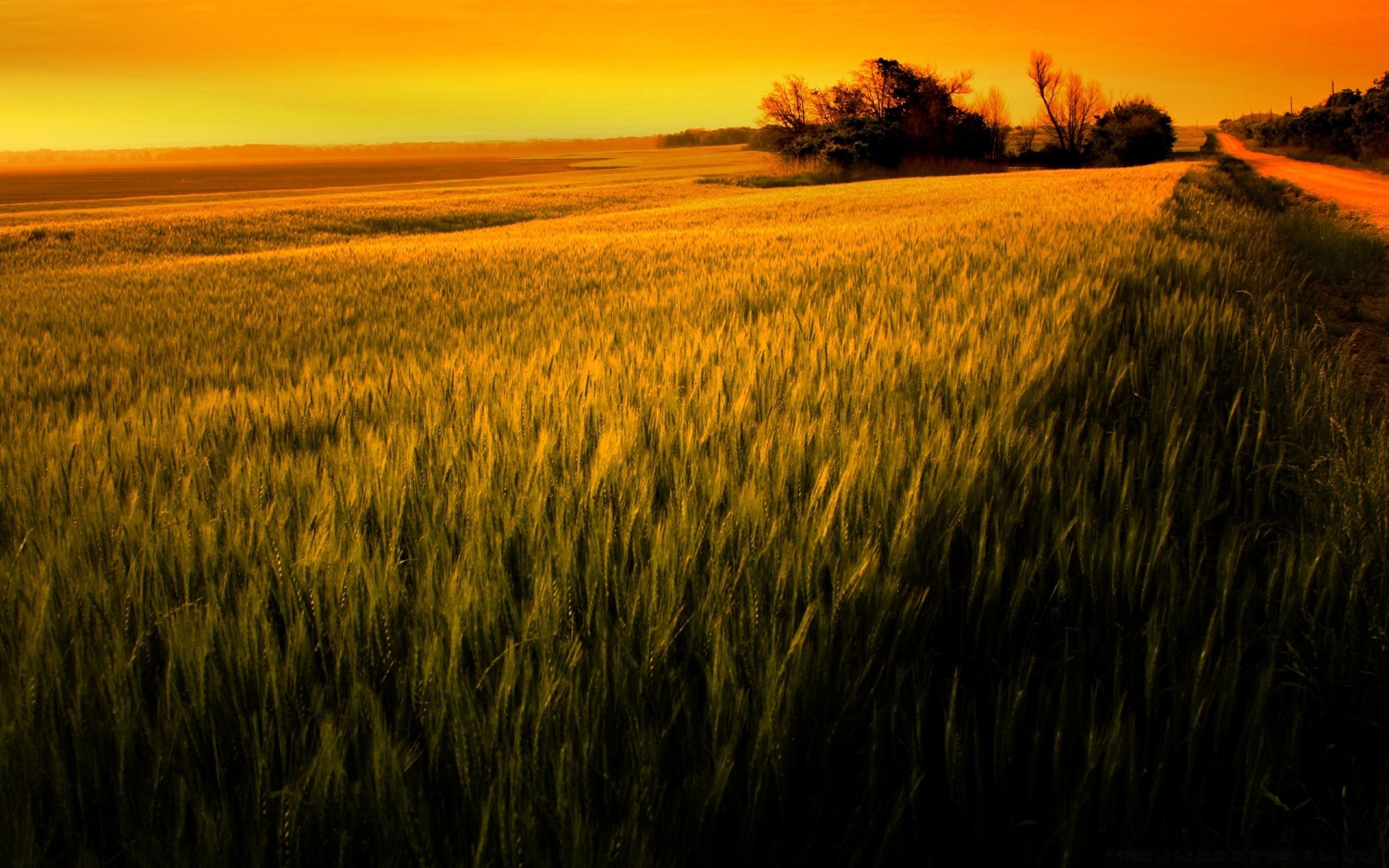 landschaft getreide weizen sonnenuntergang landwirtschaft dämmerung weide ländliche ernte landschaft feld bauernhof mais gold sonne landschaft bebautes land