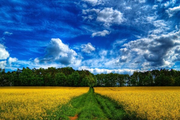 Route verte dans le champ jaune