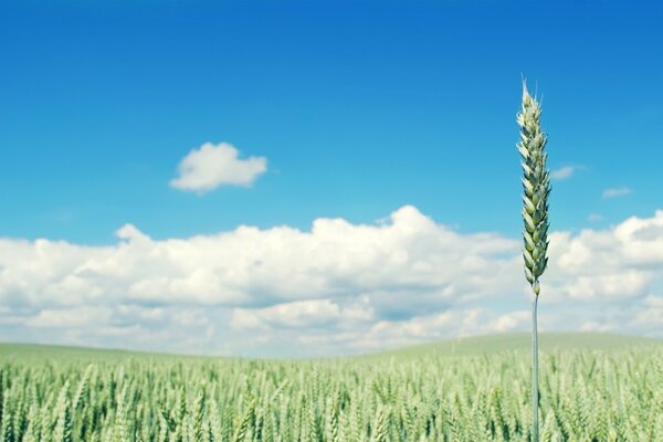 Espigas de trigo jóvenes en el campo