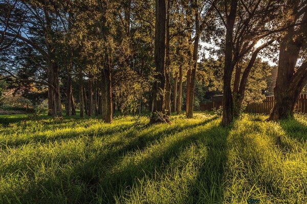 Belas paisagens da natureza e árvores