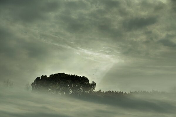 Alcuni alberi in una fitta nebbia