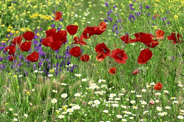 Beautiful chamomile poppy field